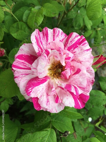 Pink and white variagated French Rose in bloom