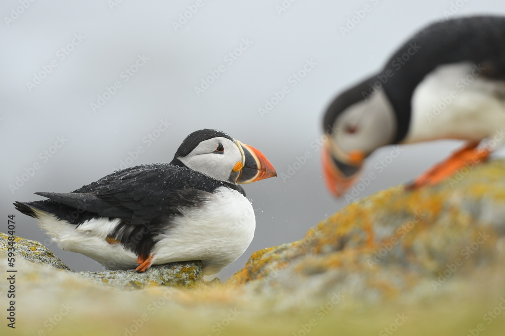 Naklejka premium atlantic puffin or common puffin on a rock
