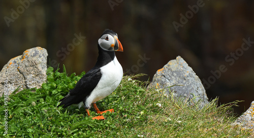 atlantic puffin or common puffin 