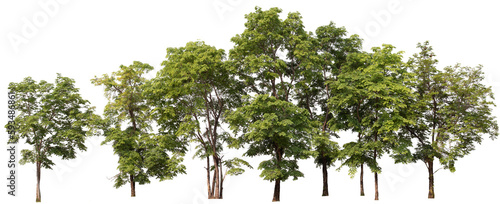 PNG smll forest and tree in a row with removed original background for new background replacement