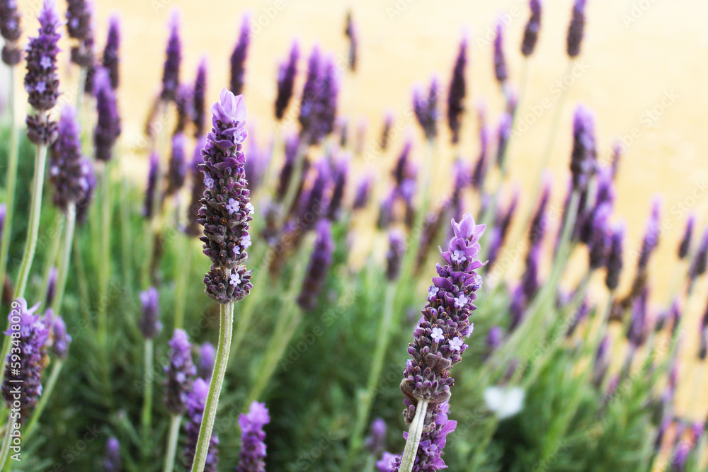 Obraz premium lavender 