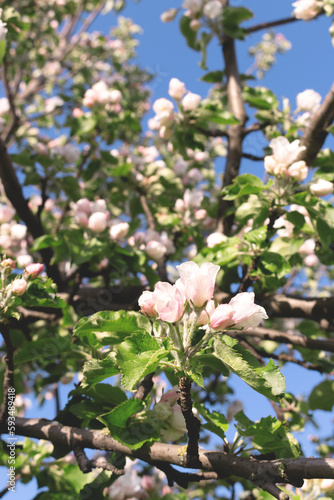 Flowering white apple tree. Beautiful bloom garden.