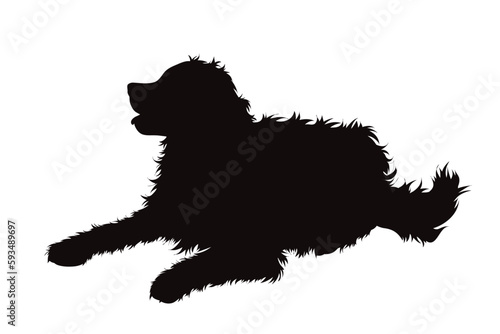 Vector silhouette of Bernese Mountain Dog on white background.