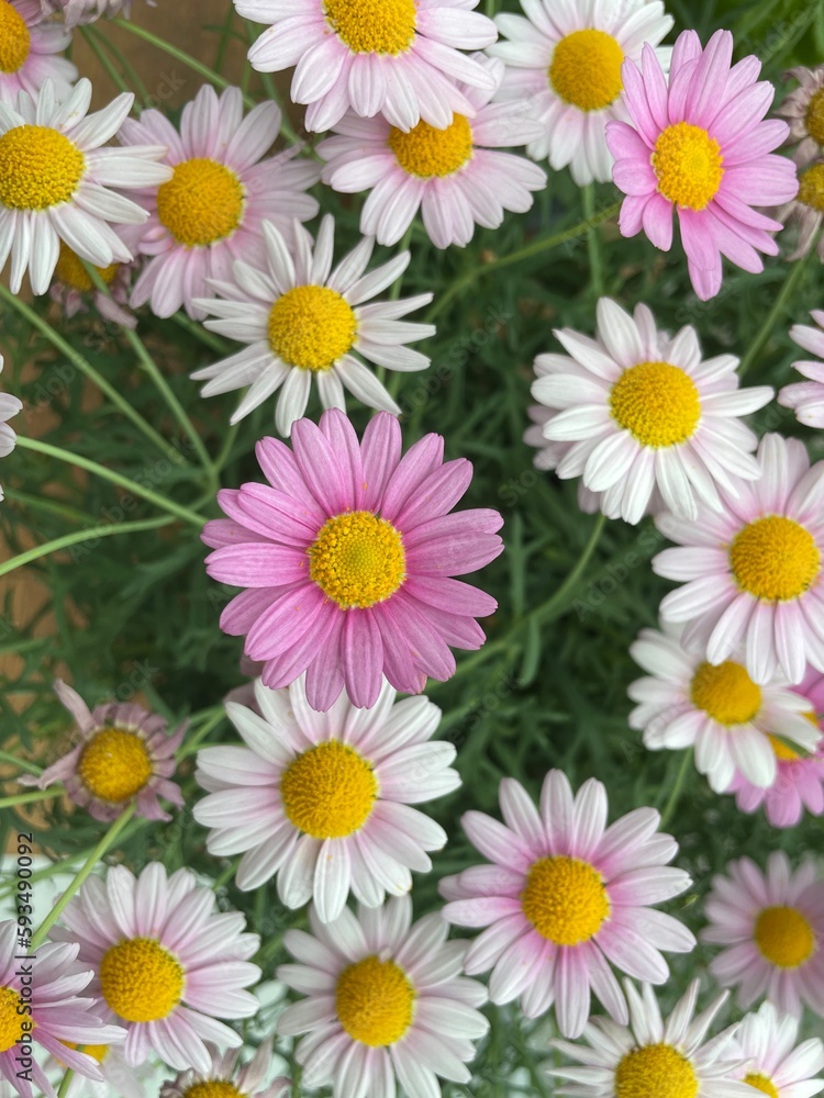 Fototapeta premium Daisy flower 