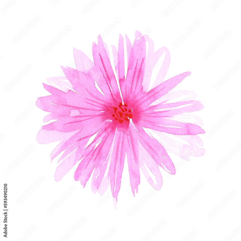 Pink abstract daisy. Hand drawn watercolor isolated on white background. Can be used for cards, patterns, label. Pink abstract daisy. Hand drawn watercolor isolated on white background. Can be used for cards, patterns, label.