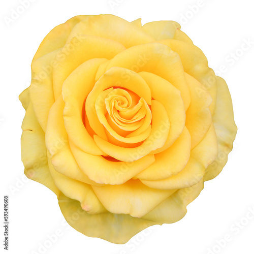 One Beautiful yellow rose in PNG isolated on transparent background
