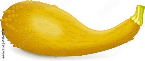 Hard yellow Crookneck Squash. Summer squash. Cucurbita pepo. Cucurbitaceae. Fresh, organic, raw fruits and vegetables. Vector illustration isolated on white background.