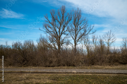 trees in the field in Ukraine