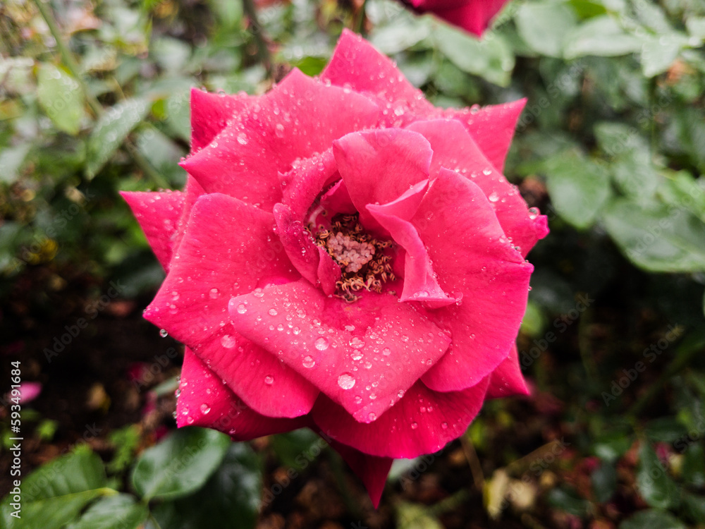 Withered rose in the garden after rain. Shallow depth of field. Withered rose in the garden after rain. Shallow depth of field.
