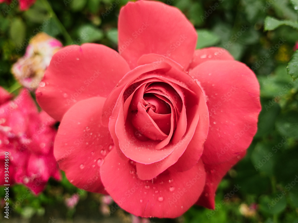 Withered rose in the garden after rain. Shallow depth of field. Withered rose in the garden after rain. Shallow depth of field.