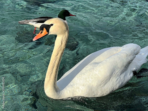 swan on the water