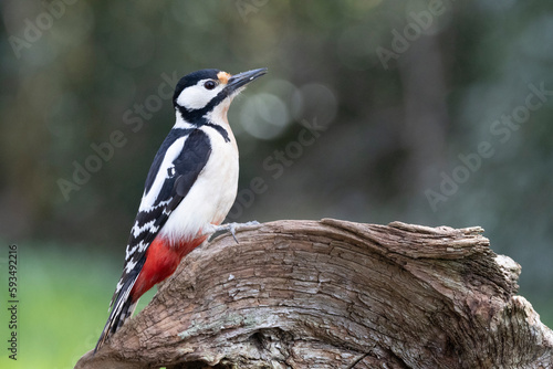 Buntspecht (Dendrocopos major)