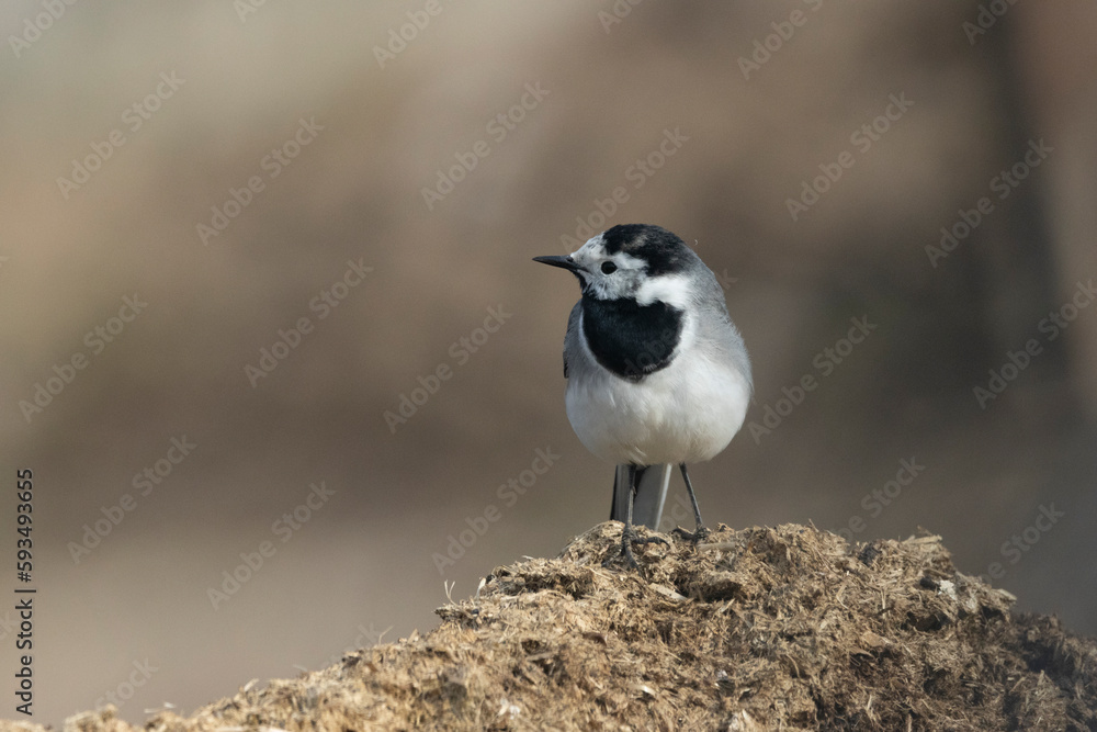 Obraz premium Bachstelze&nbsp;(Motacilla alba)