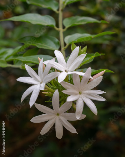 Closeup view of cluster of bright white flowers of jasminum multipartitum shrub aka starry wild jasmine or african jasmine blooming outdoors in tropical garden