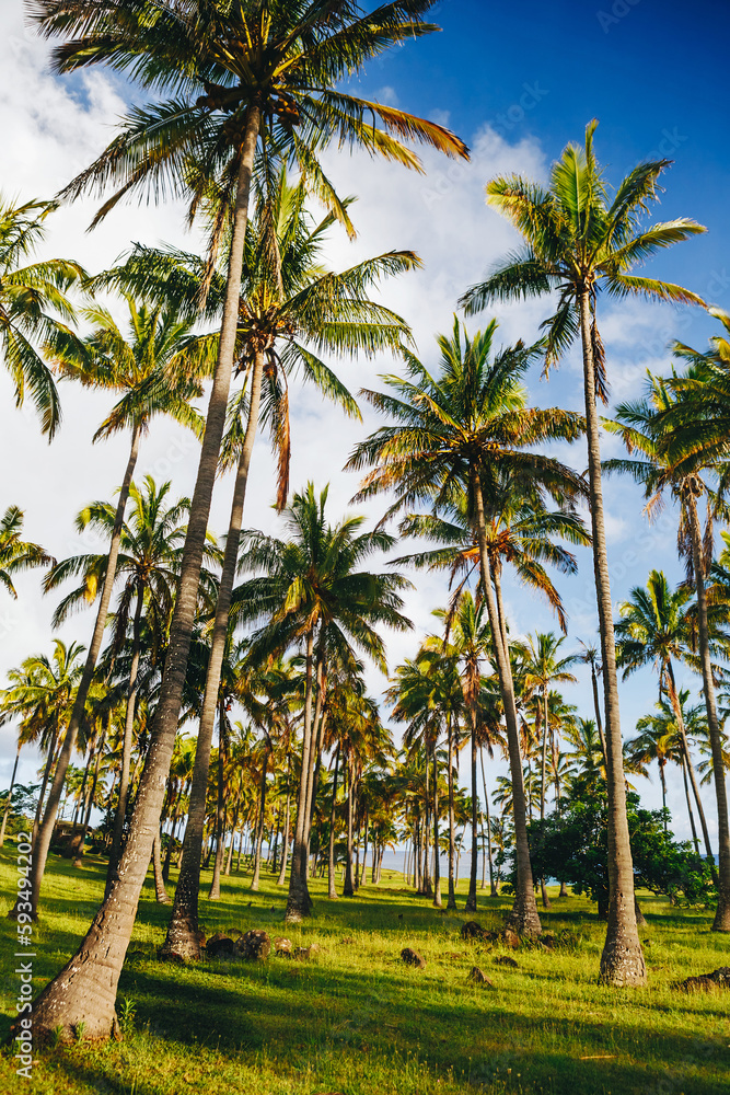 Palm trees on the beautiful Anakena beach, Easter Island, Chile Palm trees on the beautiful Anakena beach, Easter Island, Chile