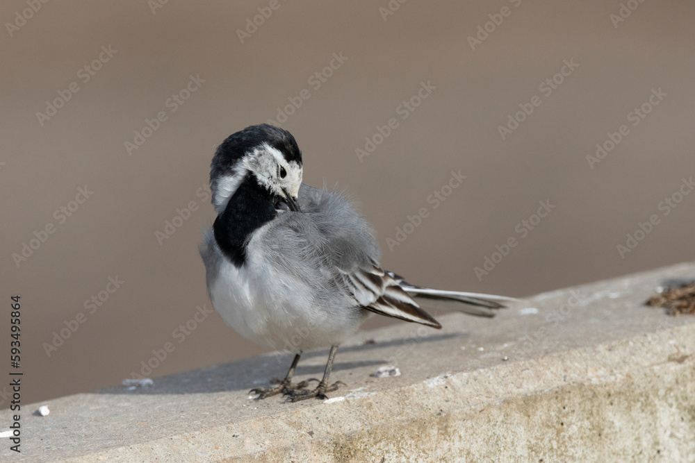 Obraz premium Bachstelze (Motacilla alba)