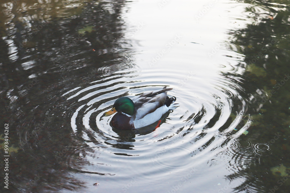 Close up duck swimming on a pond concept photo. Waterfowl habitat. Close up duck swimming on a pond concept photo. Waterfowl habitat.