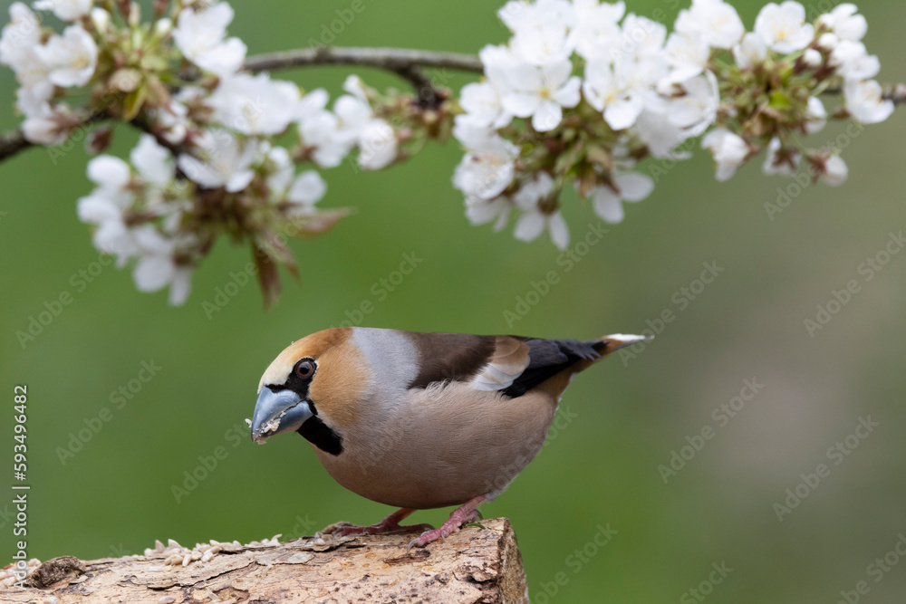 Obraz premium Kernbeißer&nbsp;(Coccothraustes coccothraustes)