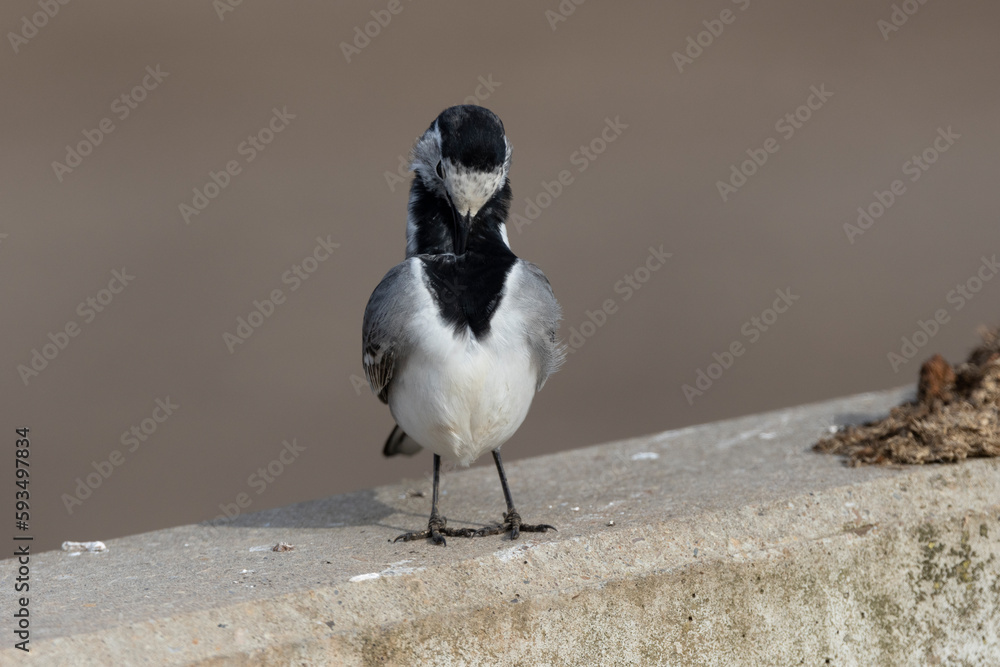 Obraz premium Bachstelze&nbsp;(Motacilla alba)