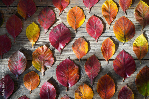 Autumn background. Red  orange leaves from trees on a wooden background. Alder leaf.