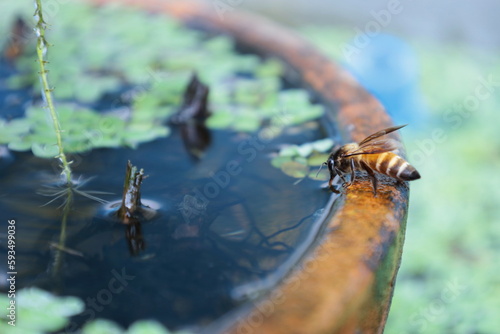 Honey bees drinking water. Closeup honey bees drinking water on the edge of a fishbowl in the summer of Thailand with copy space. selective focus photo