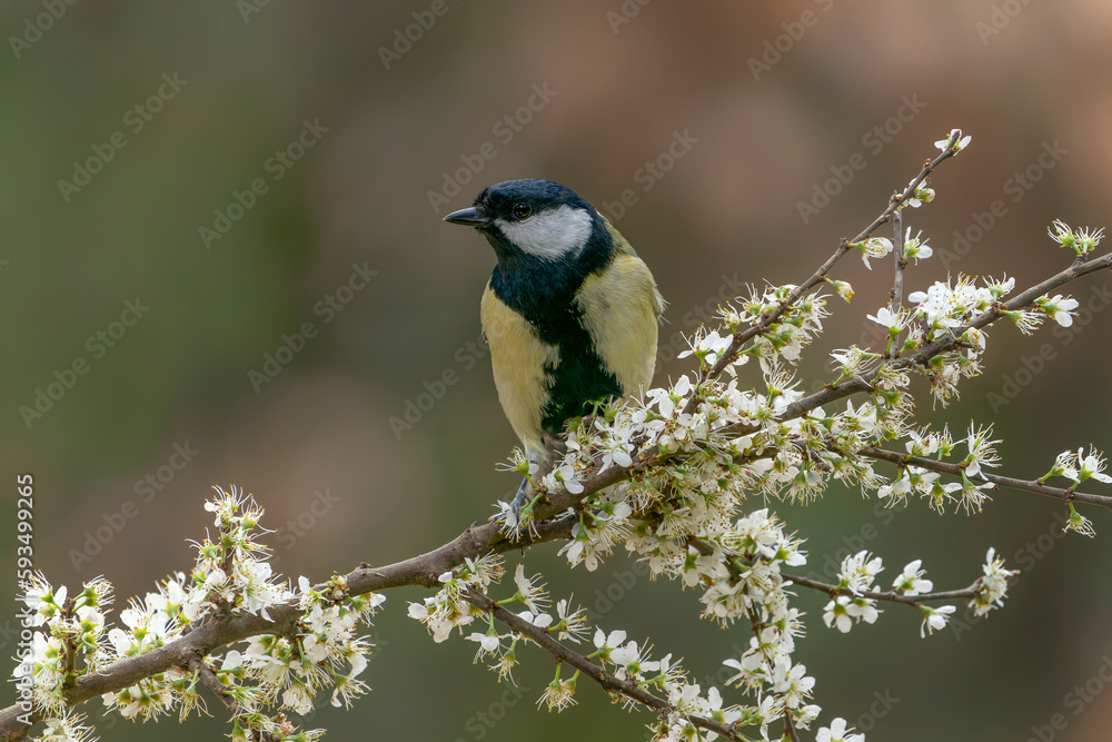 Great Tit (Parus major) on a branch with white flowers (Prunus spinosa) in the forest of Noord Brabant in the Netherlands.                                                    