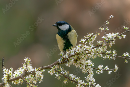 Great Tit (Parus major) on a branch with white flowers (Prunus spinosa) in the forest of Noord Brabant in the Netherlands. 