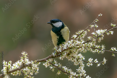 Great Tit (Parus major) on a branch with white flowers (Prunus spinosa) in the forest of Noord Brabant in the Netherlands.                                                     © Albert Beukhof