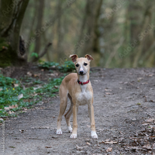 Front view of one cute puppy whippet on a pathway in a french forest called  bois de la Beffe  and looking at camera.