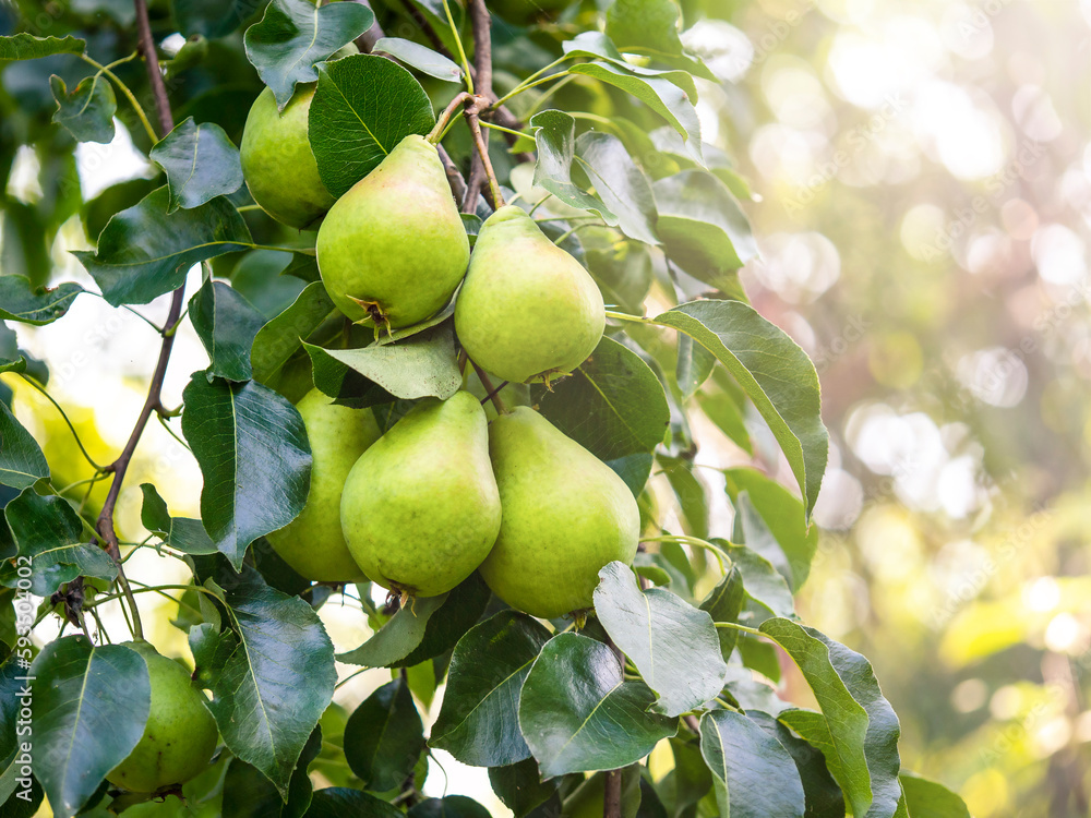 Pears hanging on a branch. Harvest concept, fertilizer.