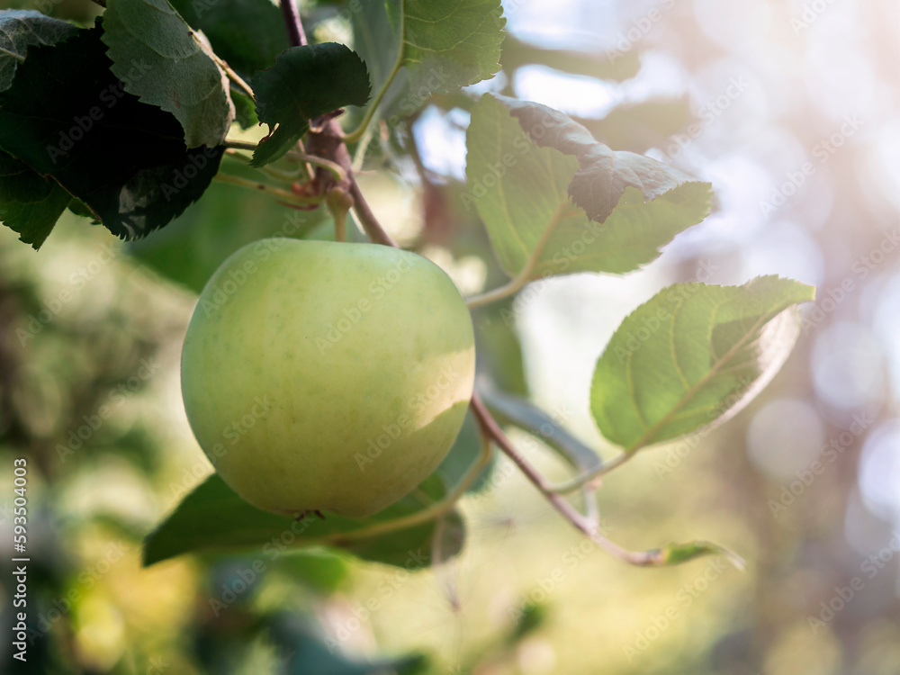 Apples growing on an apple tree. Harvest , Ecological cultivation, fertilizers. Apples growing on an apple tree. Harvest , Ecological cultivation, fertilizers.