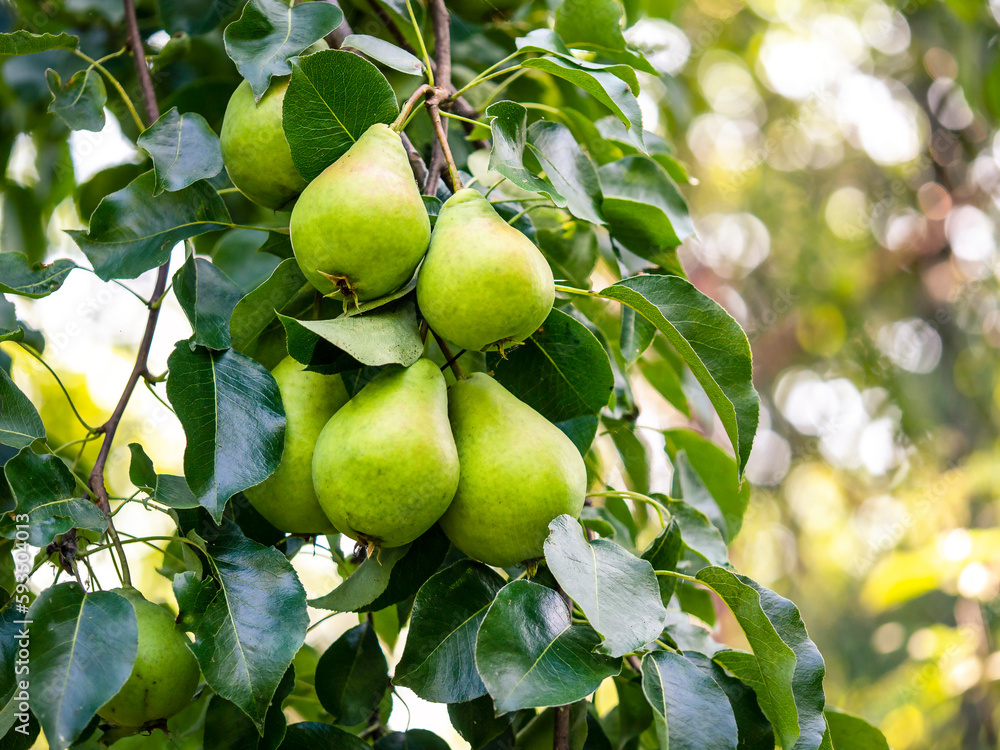 Pears hanging on a branch. Harvest concept, fertilizer.