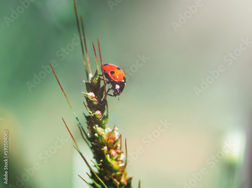 Ladybug on a plant. Concept of summer