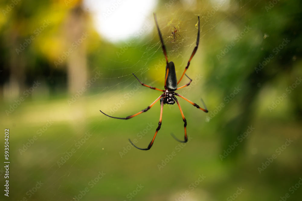 Seychelles palm spider on web and green background Seychelles palm spider on web and green background