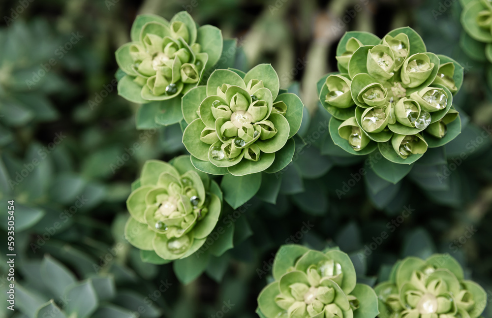 Rosetta stonecrop, or Sedum rosetta. Close-up photo of its small green leaves. Rosetta stonecrop, or Sedum rosetta. Close-up photo of its small green leaves.