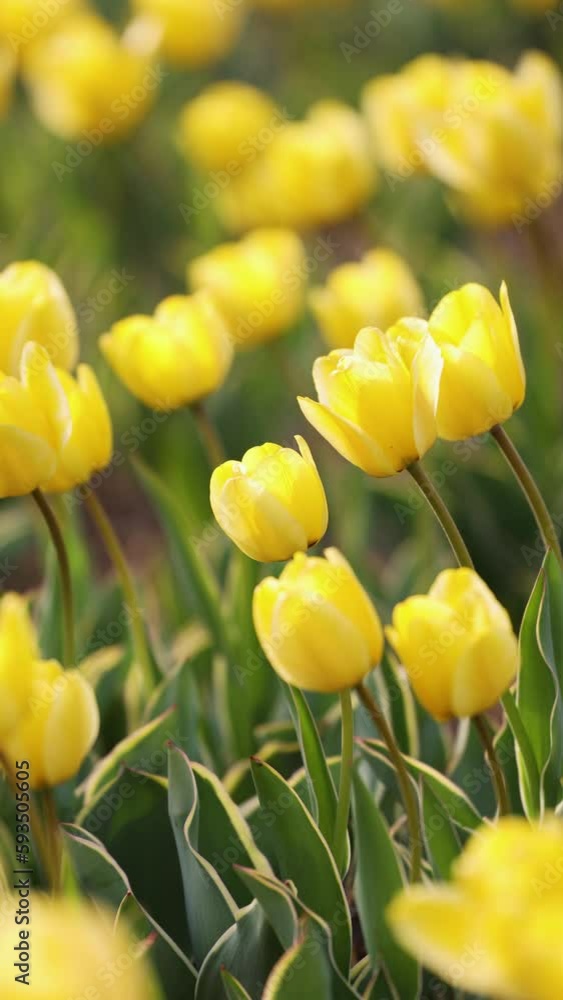 Beautiful tulips are blooming on the lawn of the park Beautiful tulips are blooming on the lawn of the park