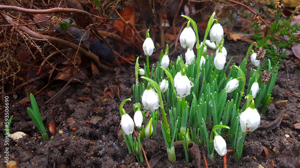 White snowdrop flowers blooming in the forest in early spring season White snowdrop flowers blooming in the forest in early spring season