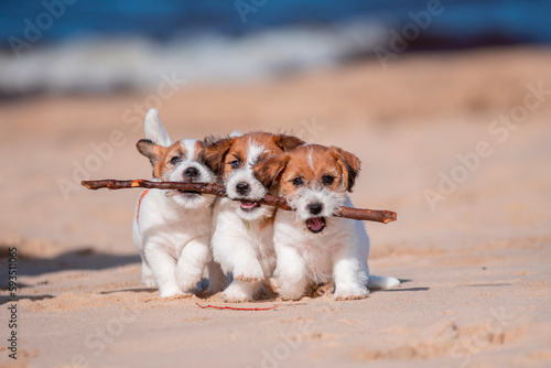 Fototapeta Playing Jack Russel terrier puppies