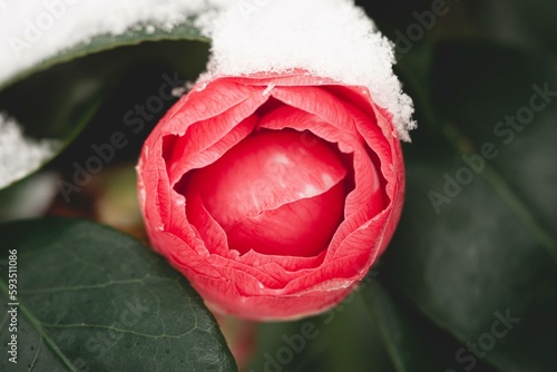 Photos Eclosion d'une rose sous la neige