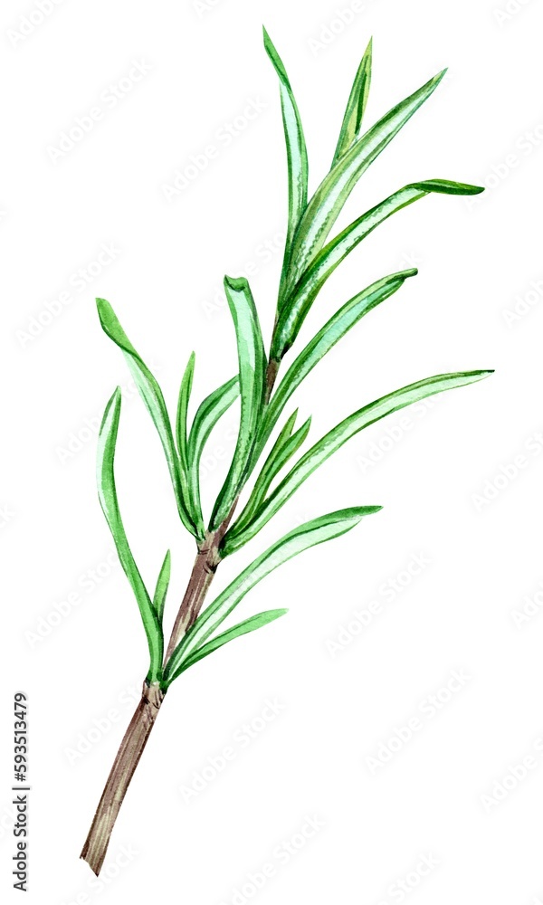 Rosemary on a white background. Watercolor illustrations of spices, herbs for cooking. Green twig with small leaves in botanical style. For decoration of dishes, packaging in Provence style.