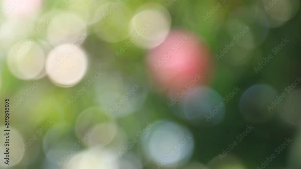 一輪のピンクのツバキ フォーカスイン 一輪のピンクのツバキ フォーカスイン