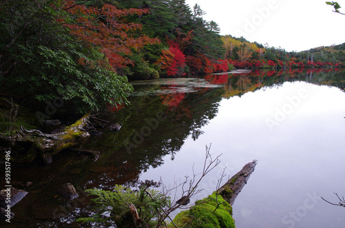 白駒池の水面に映るサラサドウダンツツジの紅葉