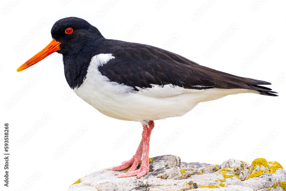 Oystercatcher bird perching on stone Oystercatcher bird perching on stone