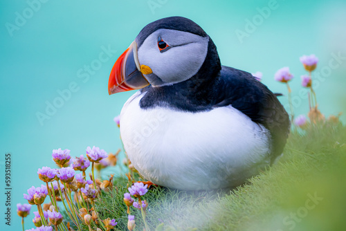 Atlantic puffin bird resting on grass photo