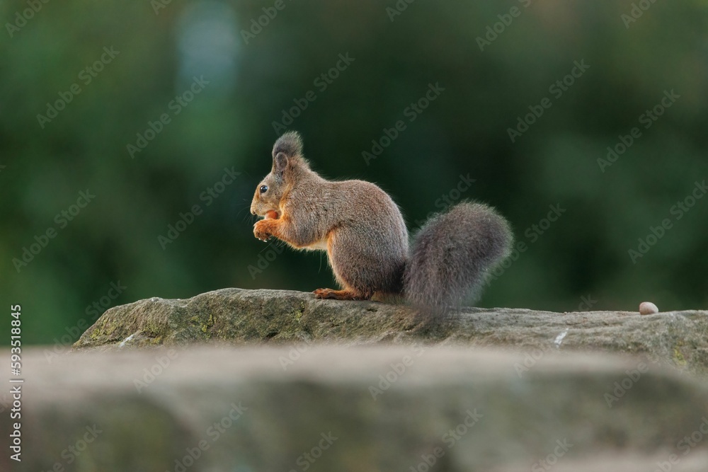 Closeup of a red squirrel with a nut sitting on a rock. Sciurus vulgaris.