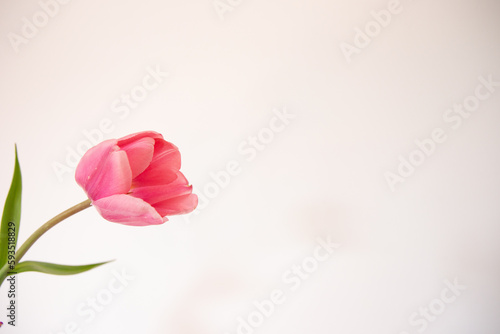 pink tulip