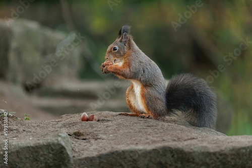 Closeup of a red squirrel with nuts sitting on a rock. Sciurus vulgaris.
