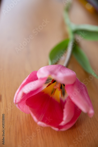 tulip on a white background