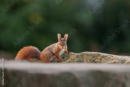 Closeup of a cute red squirrel on a rock. Sciurus vulgaris.