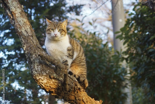 梅の木に座るキジ白猫